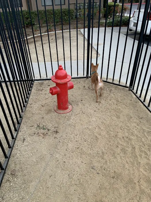 Dog Park 6