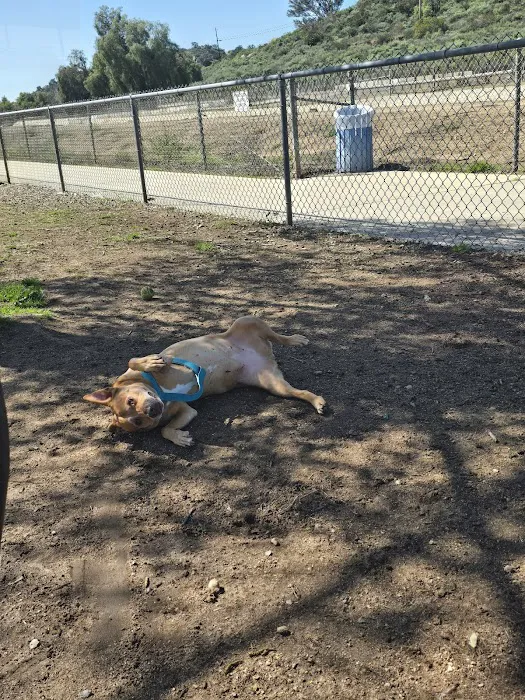 Mayflower Dog Park 7