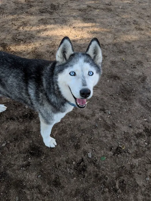 Mayflower Dog Park 10