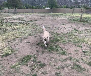 Mayflower Dog Park