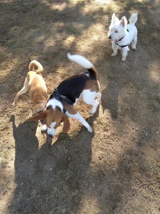 Rancho Bernardo Dog Park 6