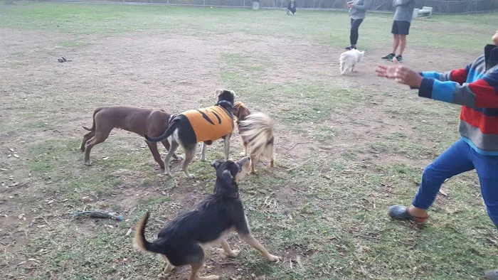 Rancho Bernardo Dog Park 4