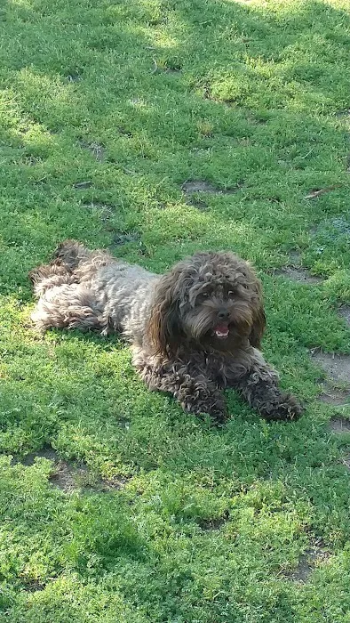 Rancho Bernardo Dog Park 5