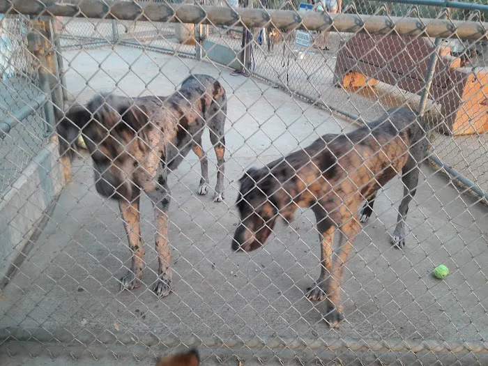 Rancho Bernardo Dog Park 9
