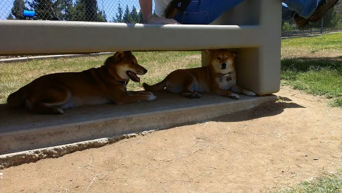 Rancho Bernardo Dog Park 10