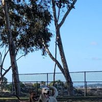 Torrey Highlands Dog Park ico