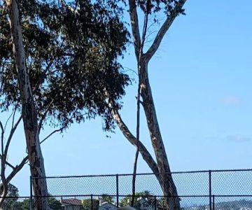Torrey Highlands Dog Park