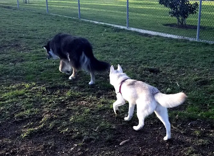 Torrey Highlands Dog Park 5