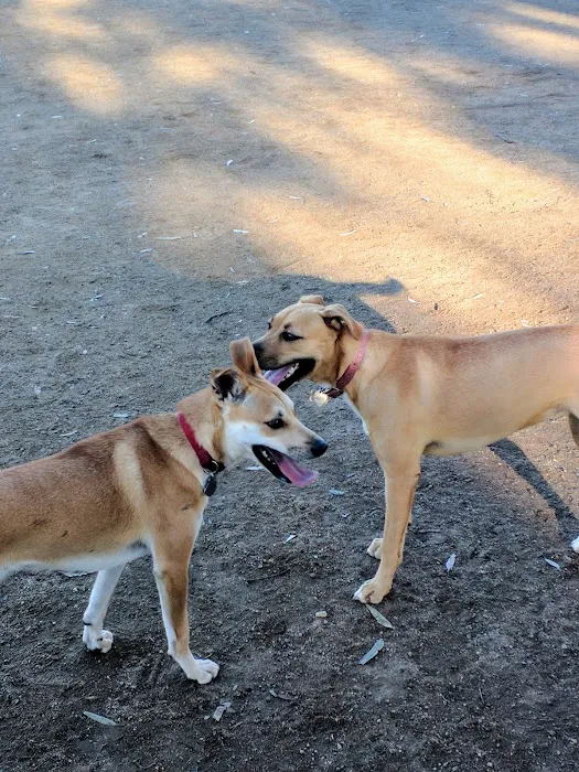 Torrey Highlands Dog Park 10