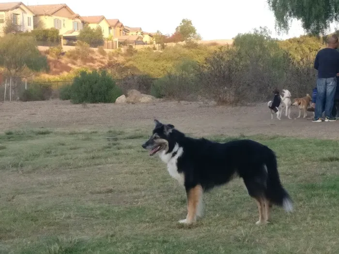 Torrey Hills Dog Park 9