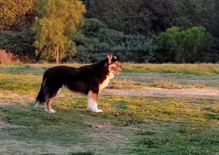 Torrey Hills Dog Park 6