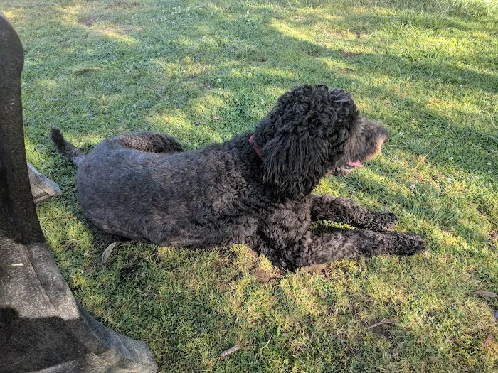 Torrey Hills Dog Park 1