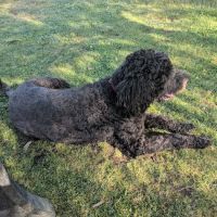 Torrey Hills Dog Park ico