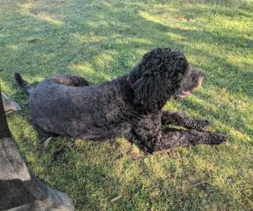 Torrey Hills Dog Park