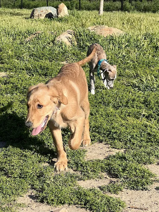 Torrey Hills Dog Park 4