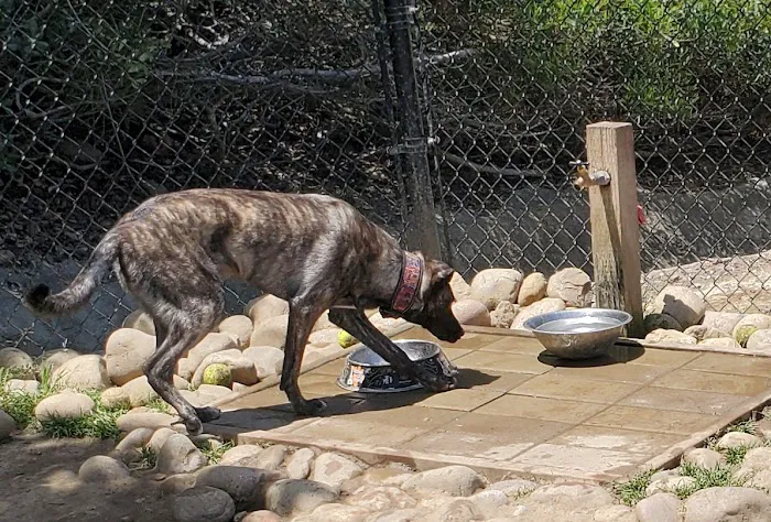 Torrey Hills Dog Park 8