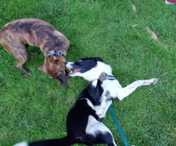 Rancho Penãsquitos Linear Dog Park