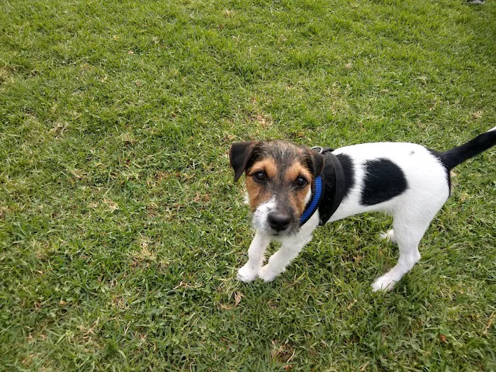 Poway Dog Park 4