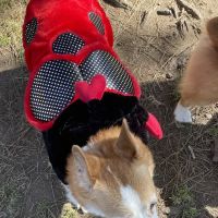 Poway Dog Park ico