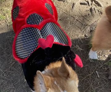 Poway Dog Park