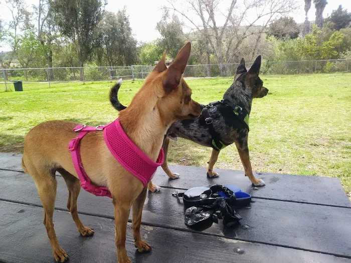 Poway Dog Park 10
