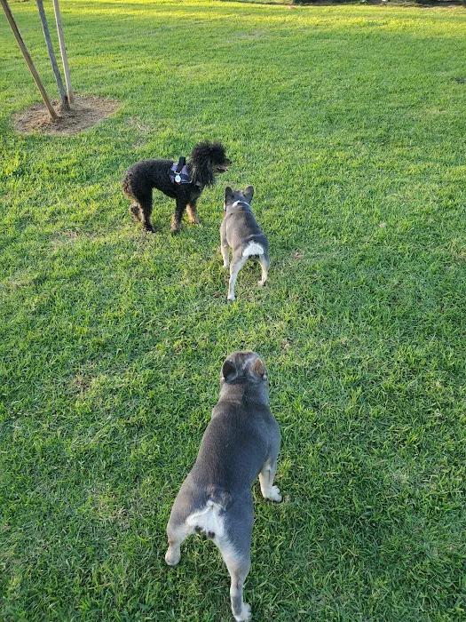 Poway Dog Park 2