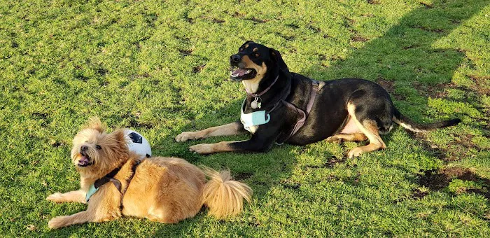Meanley Open Dog Park 8
