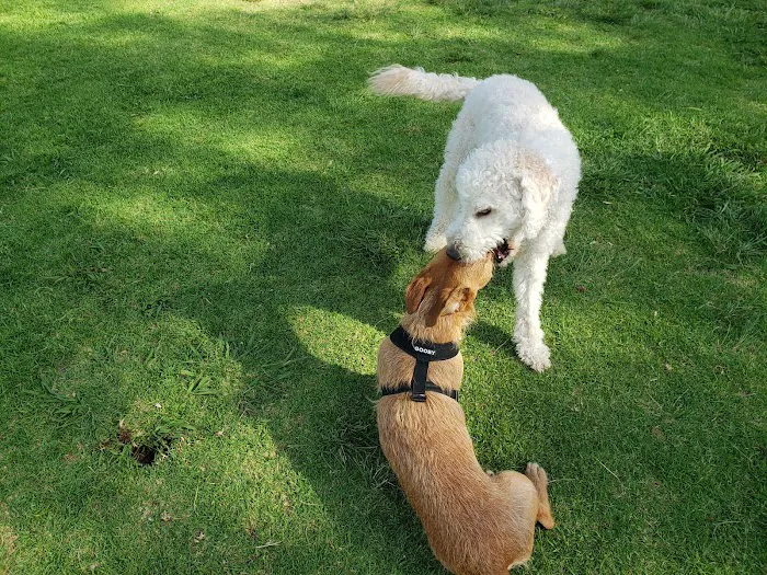 Meanley Open Dog Park 2