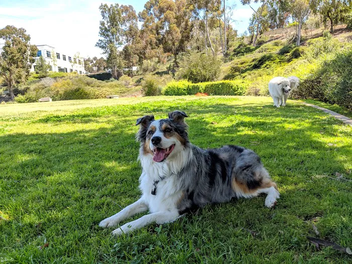 Meanley Open Dog Park 1