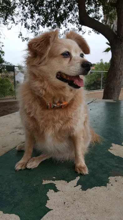 Maddox Park Dog Park 1