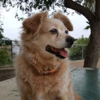 Maddox Park Dog Park ico