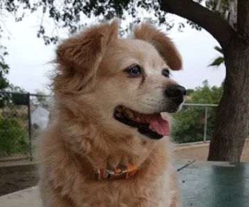 Maddox Park Dog Park