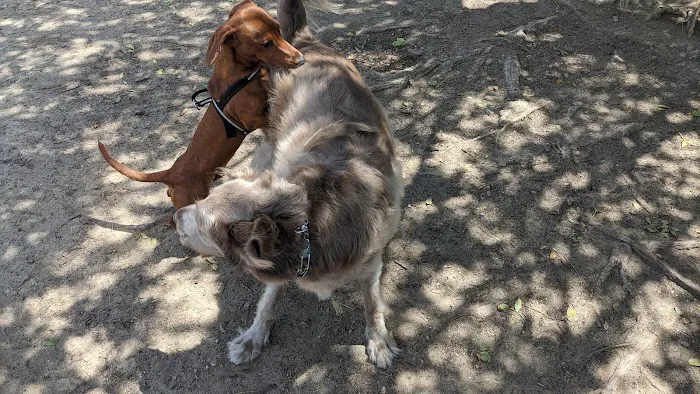 Maddox Park Dog Park 5