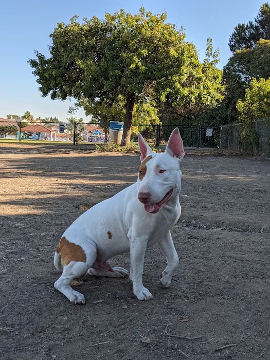 Maddox Park Dog Park 8