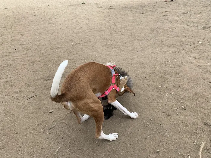 Maddox Park Dog Park 9