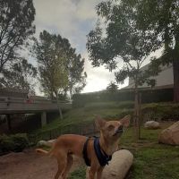 UTC Mall dog park ico