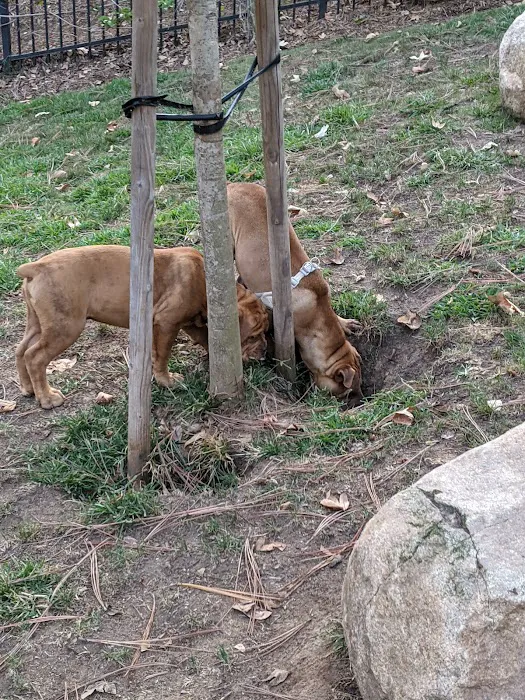 UTC Mall dog park 7