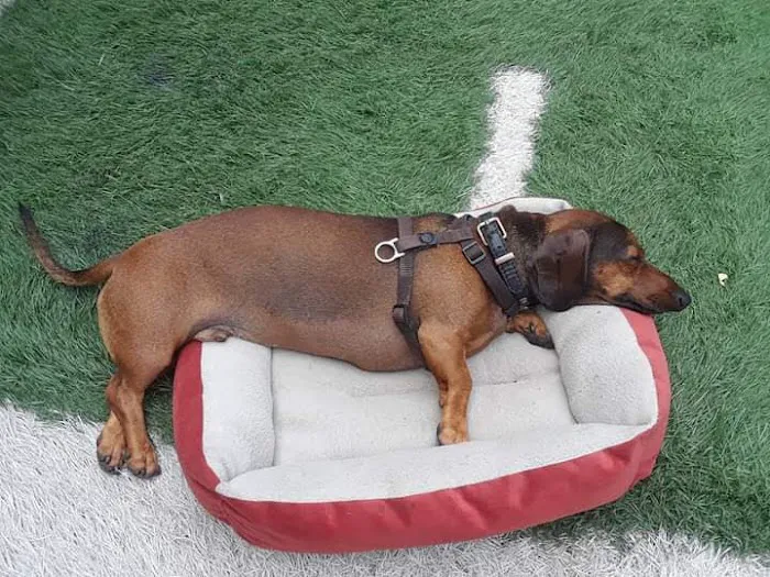 Nobel Leash-Free Park 6