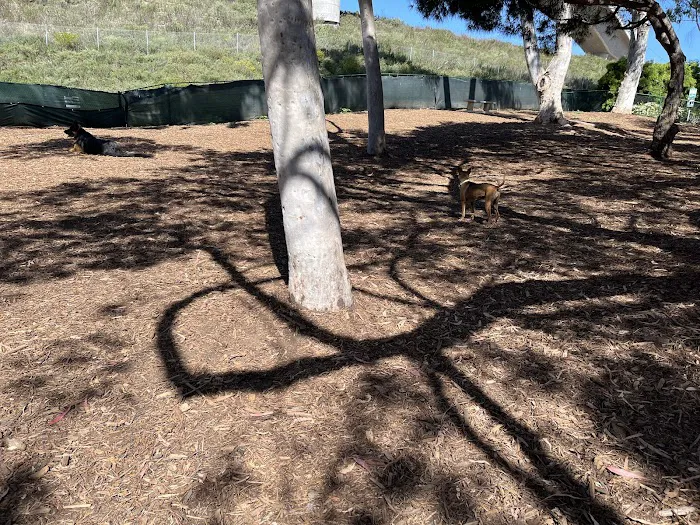 La Jolla Colony Dog Park 7