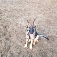 Santee Dog Park ico