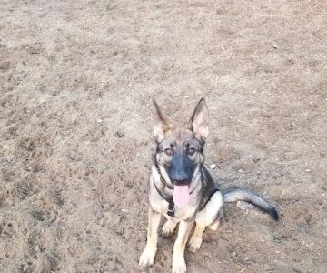Santee Dog Park