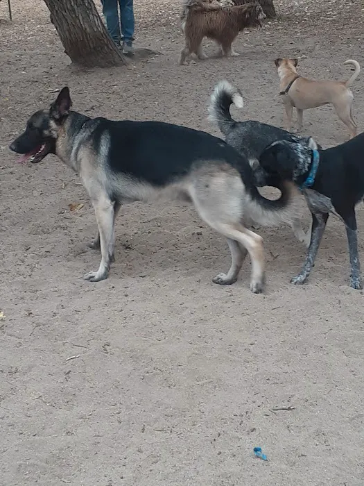 Santee Dog Park 3