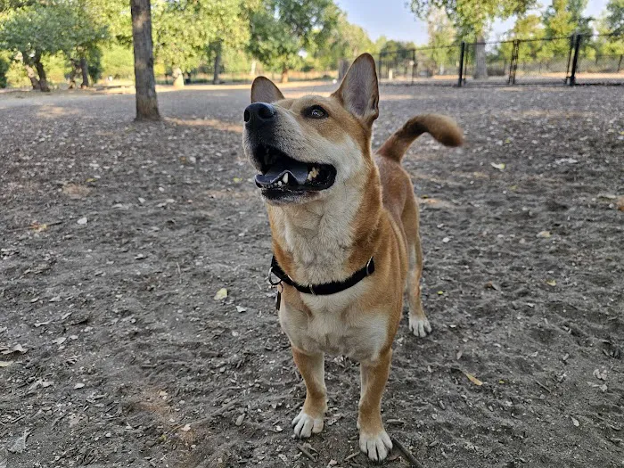 Santee Dog Park 10
