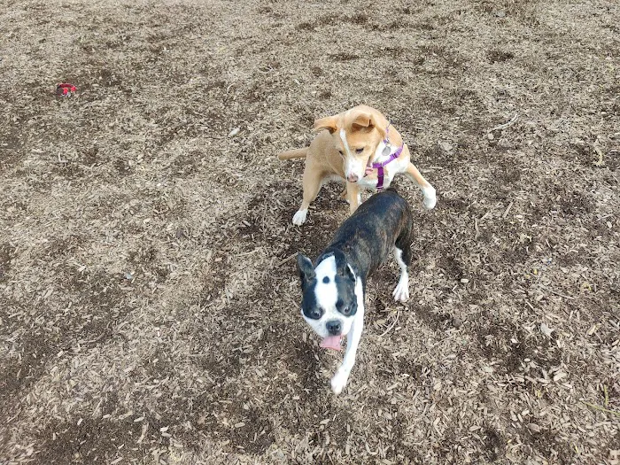 Santee Dog Park 6