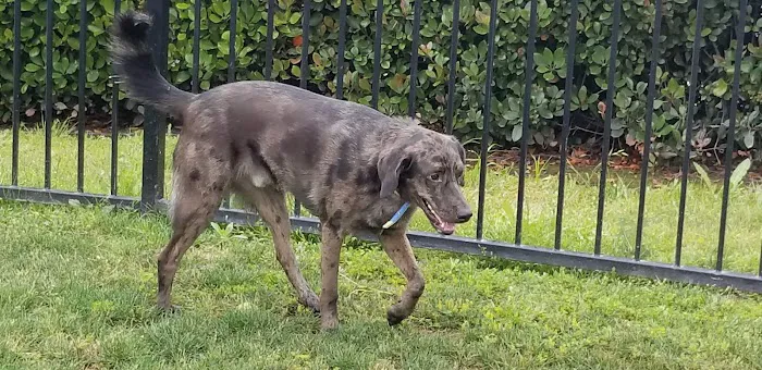 Lucy’s Dog Park 7