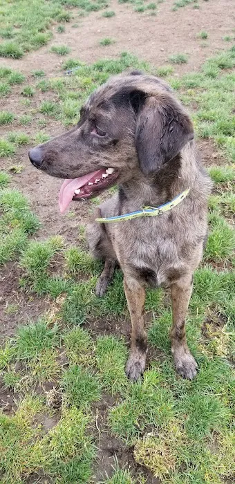 Lucy’s Dog Park 6