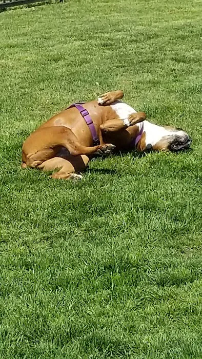Lucy’s Dog Park 10