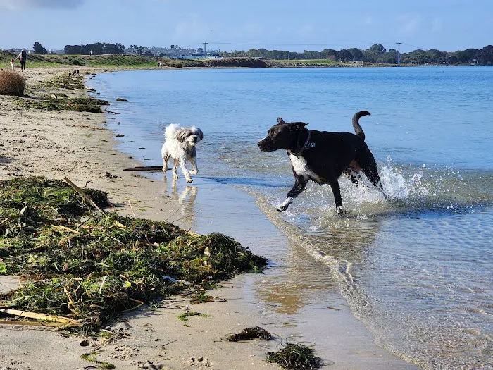 Fiesta Island Dog Park 4