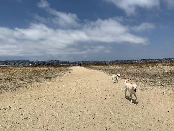 Fiesta Island Dog Park 5