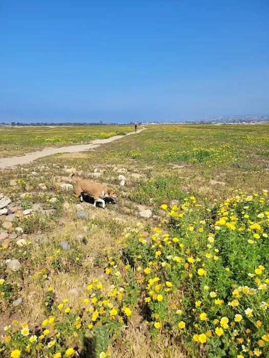 Fiesta Island Dog Park 9